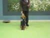 curso-obediencia-perros-adultos-zaragoza-canina-mayo-13-4