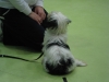 curso-obediencia-cachorros-zaragoza-canina-marzo-13-4