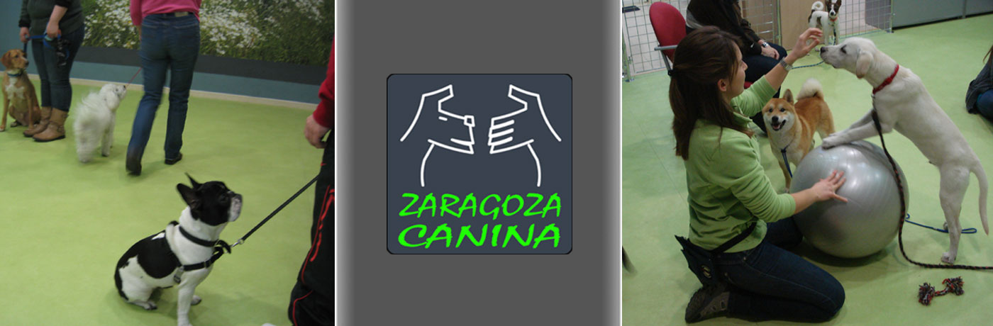 Adiestradores-de-Perros-con-Problemas-en-Zaragoza-Canina