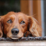 Adiestramiento canino en positivo malas conductas