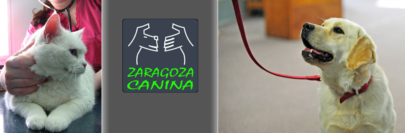 Consulta-Veterinaria-y-Adiestramiento-Canino-Zaragoza-Canina