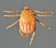 Garrapata-rhipicephalus-sanguineus