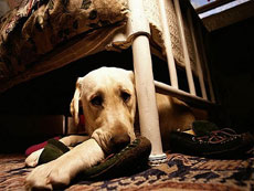 Educador canino en Zaragoza. Perros con ansiedad por separación