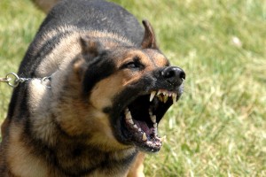 Adiestradores de perros con problemas agresivos en Zaragoza