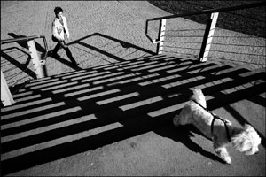 Adiestrar al perro en Zaragoza Autor: Mamnaimie