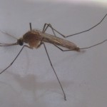 Culex Mosquito - transmisor de la Filaria