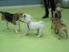 curso-obediencia-perros-adultos-zaragoza-canina-mayo-13-3