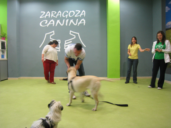 curso-obediencia-cachorros-zaragoza-canina-marzo-13-3