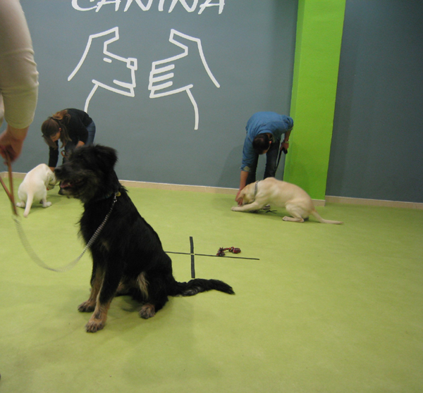 curso-obediencia-cachorros-zaragoza-canina-marzo-13-6