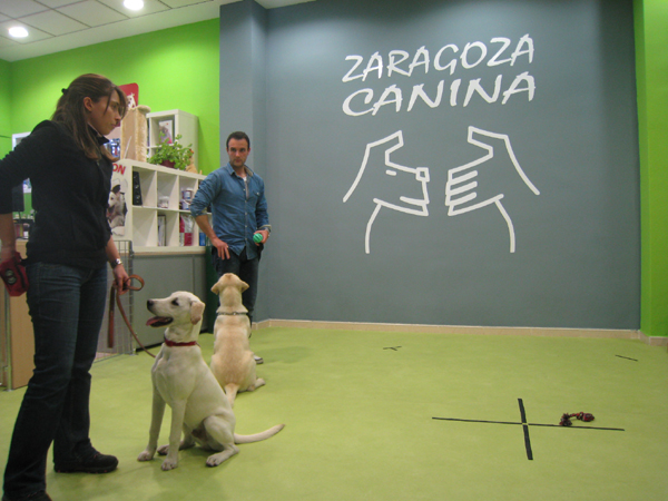 curso-obediencia-cachorros-zaragoza-canina-marzo-13-7