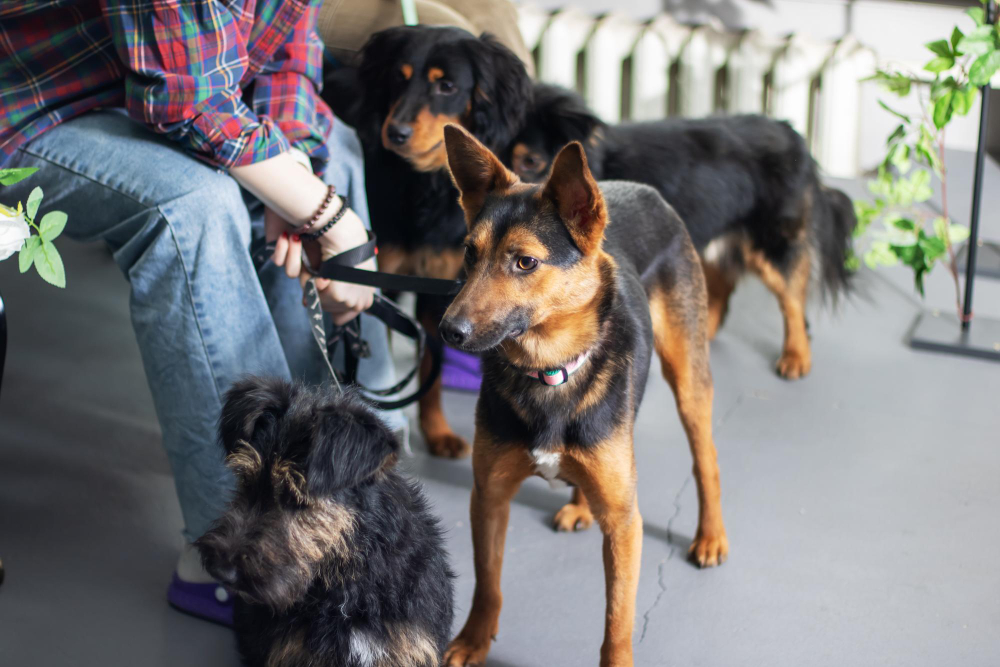 clases_grupales_obediencia_civica_zaragoz_canina