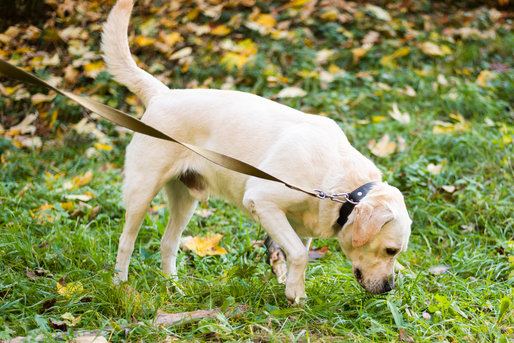 adiestramiento_canino_clases_individuales