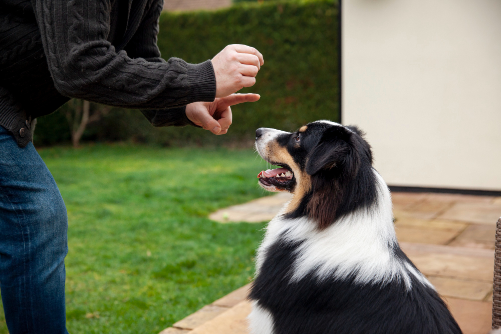 adiestramiento_canino_clases_individuales