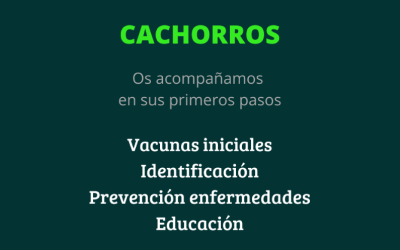 Cachorros: Promoción de Ejemplo