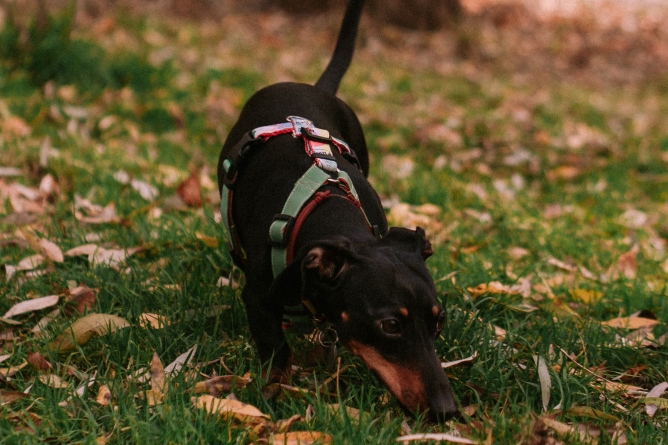 curso_perros_olfato_zaragoza