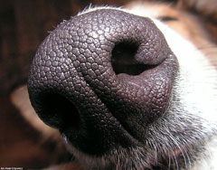 Curso de olfato para perros. Zaragoza Canina